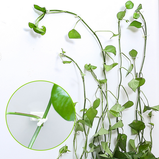 Pflanzenhalter Wandhalterung – Kletterwand Befestigungsclips – Detailansicht 2 | BEST-AMBIENCE