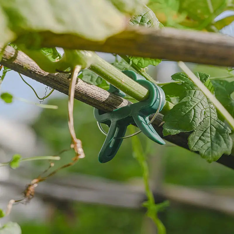 Pflanzclips Set – Pflanzenstützen & Gartenpflege Schlaufen - Detailansicht 9 | BEST-AMBIENCE