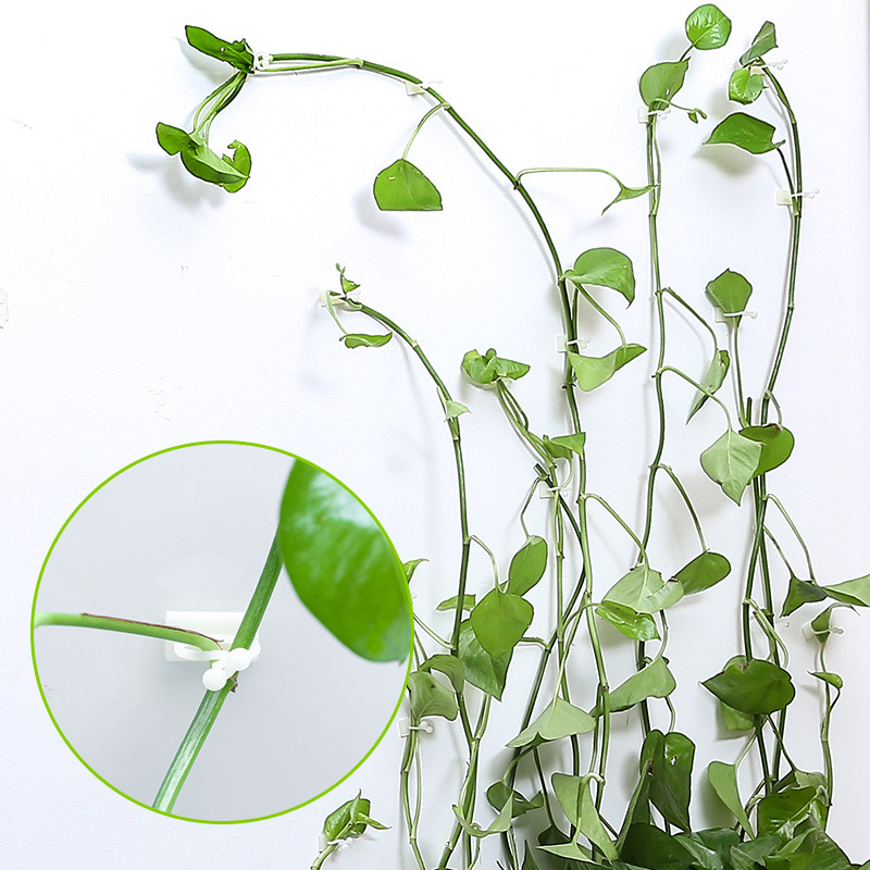 Pflanzenhalter Wandhalterung – Kletterwand Befestigungsclips – Detailansicht 2 | BEST-AMBIENCE