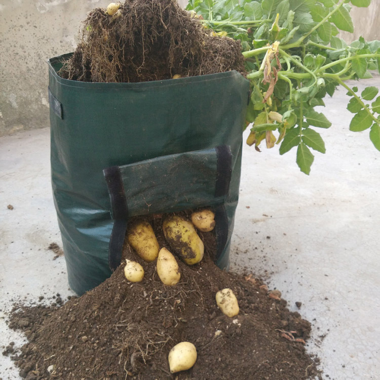 Kartoffel-Pflanzsack mit Sichtfenster – Wiederverwendbar in 34X35cm | BEST-AMBIENCE