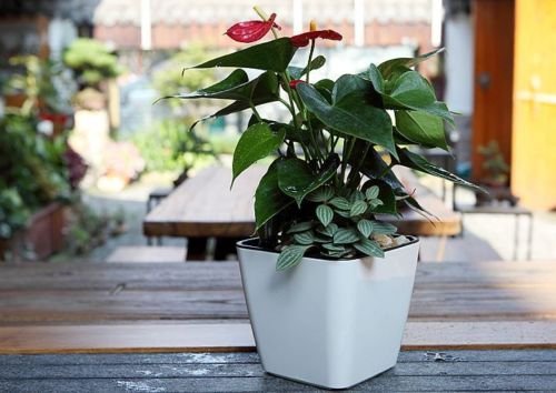 Selbstbewässernder Blumentopf – Innen & Außen – Detailansicht 4 | BEST-AMBIENCE