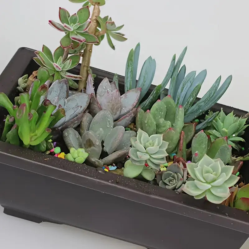 Rechteckiger Blumentopf mit Untersetzer für Balkon & Garten in Großes Quadrat flach | BEST-AMBIENCE