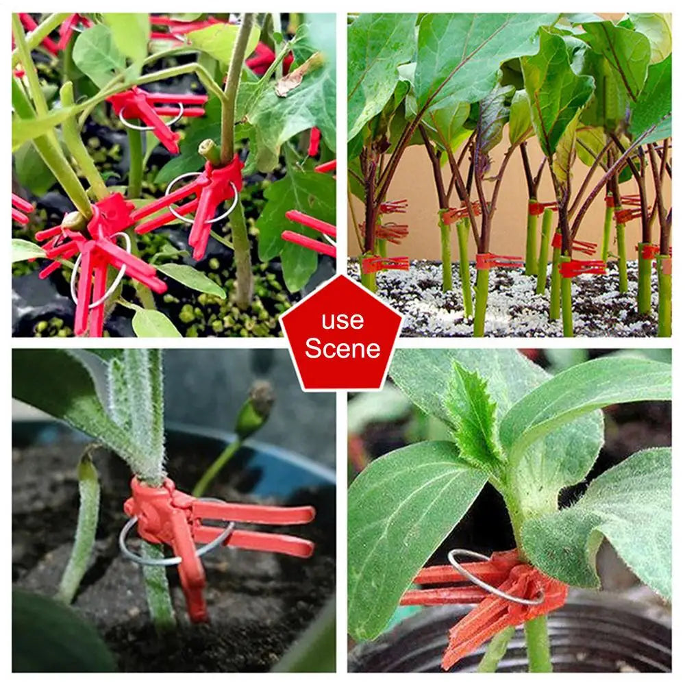 Pfropfclips Kunststoff für Gemüse & Gartenpflanzen – Detailansicht 3 | BEST-AMBIENCE