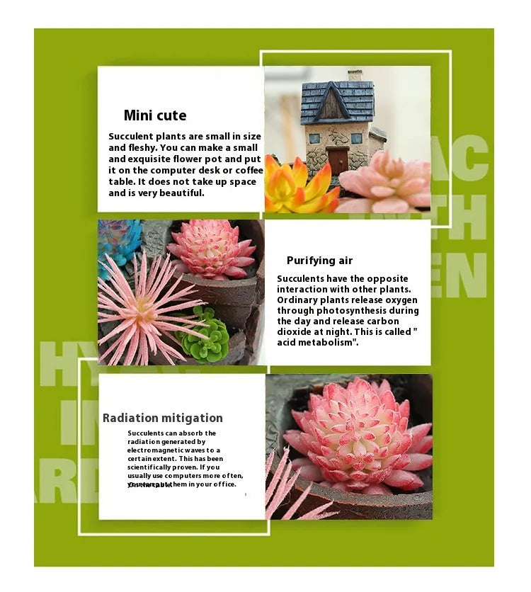 Sukkulenten Blumentopf Mini-Garten Bonsai Pflanztopf – Detailansicht 4 | BEST-AMBIENCE